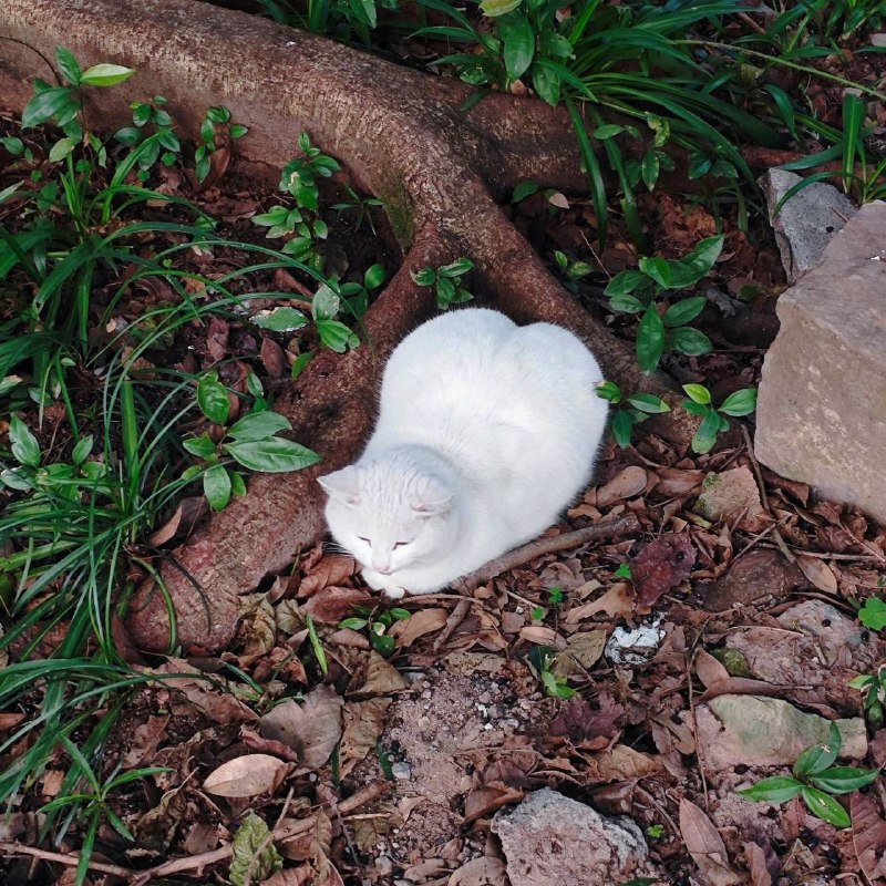 蜜桃臀小猫
