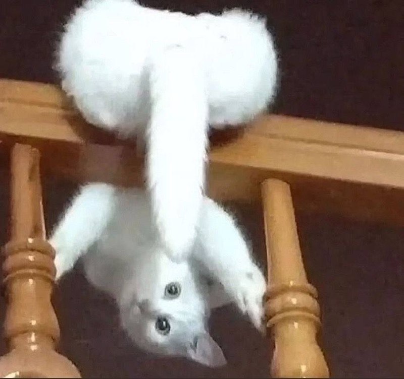 糟糕的拍照姿势 #猫糟糕的拍照姿势 #猫