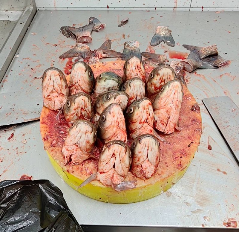 仰望星空（鱼头版）￼￼