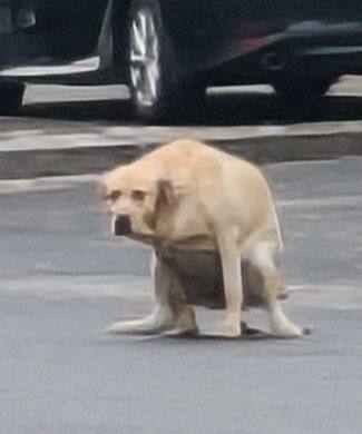 实名举报在大街上拉屎的大黄狗￼￼实名举报在大街上拉屎的大黄狗￼￼