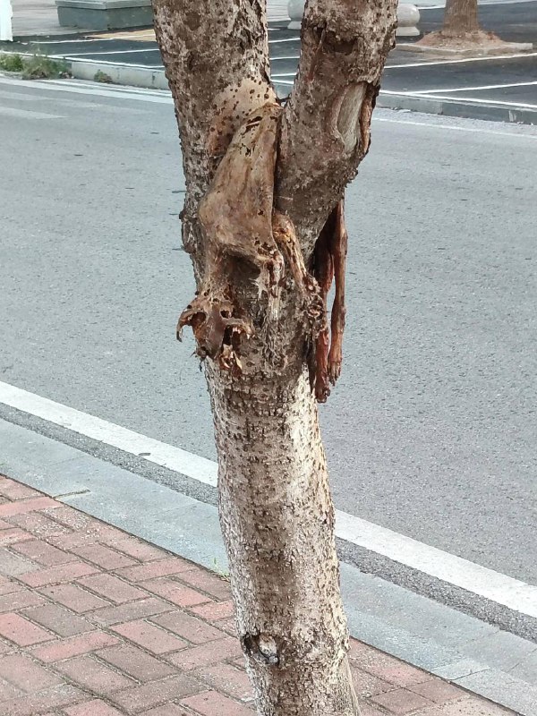 成猫条了