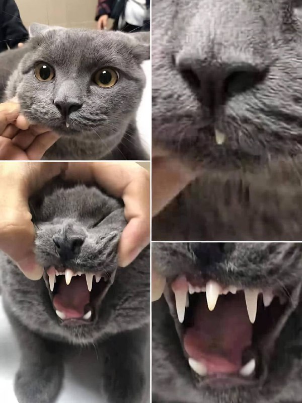 走近科学拍三集