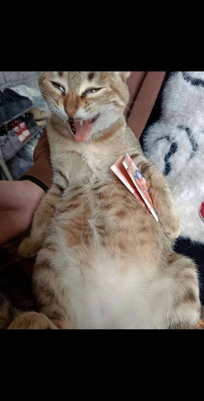 过年收红包就这样#橘猫