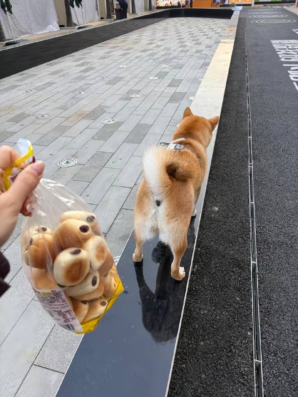 每吃一个豆沙包都有一只小柴斗失去屁股