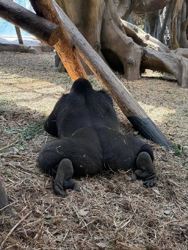 万一是好猩猩呢