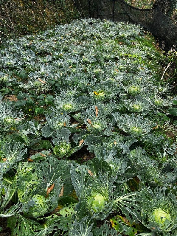 这才是无公害蔬菜这才是无公害蔬菜