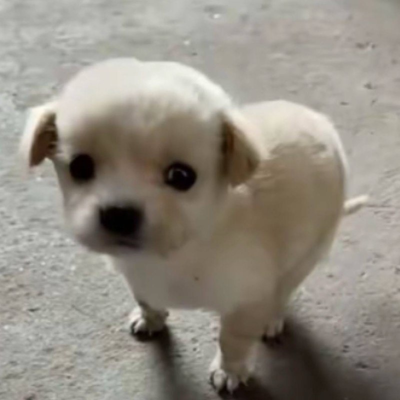 #狗