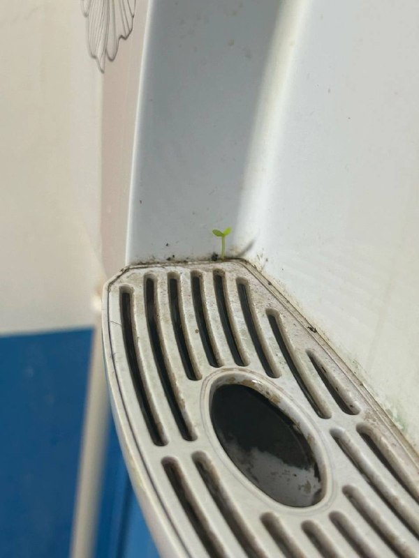 可以写一篇作文了