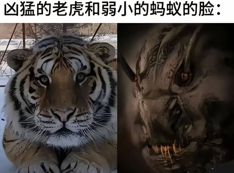 虎儿这个萌