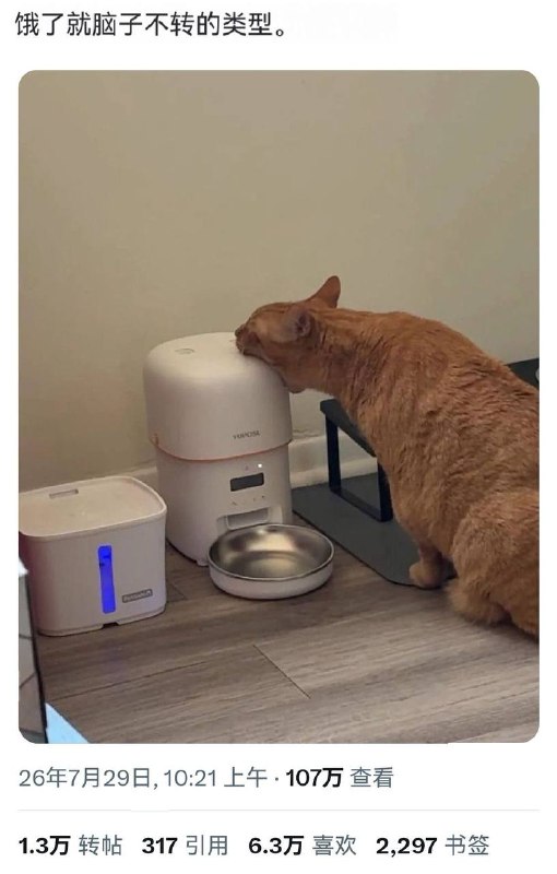 #猫