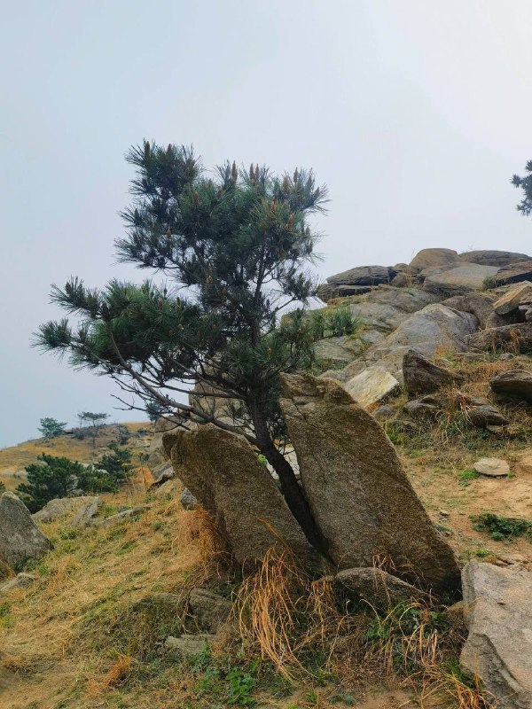 欲成大树不与草争