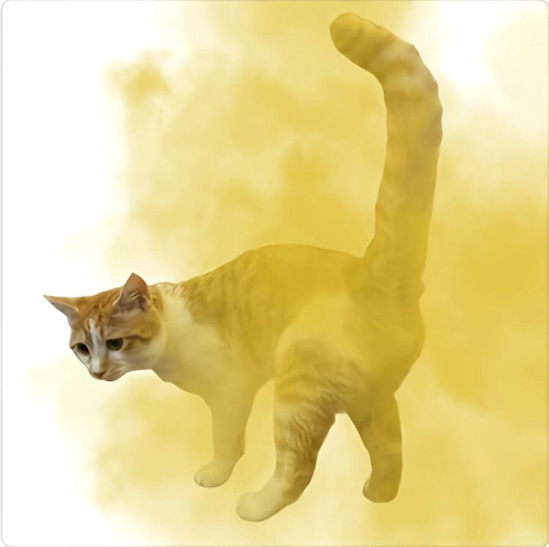 ？我的手机好臭 #小猫