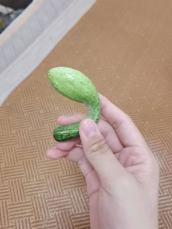 #小黄瓜￼￼#小黄瓜￼￼