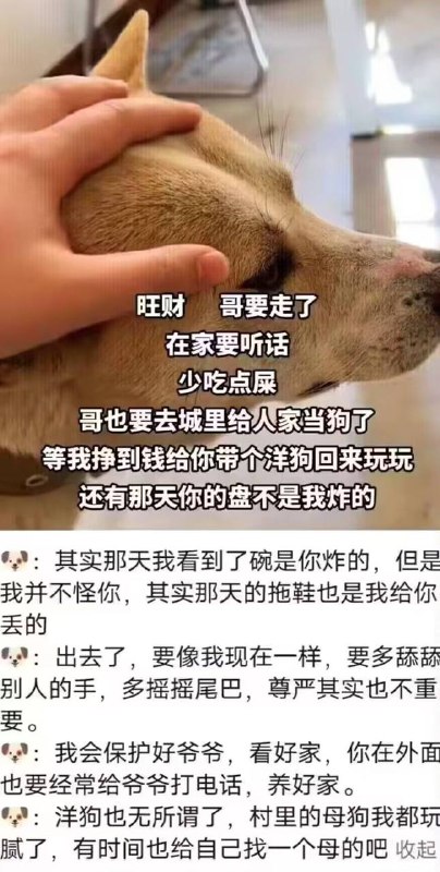 狗与狗