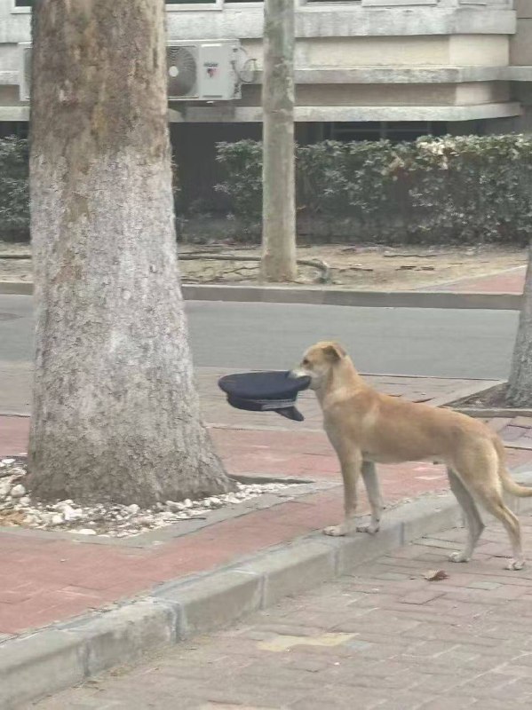 狗哥要被套走了