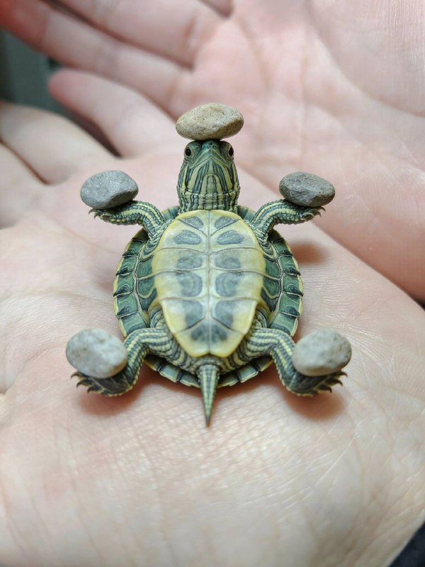 核心力量好强，练出12块明显腹肌了