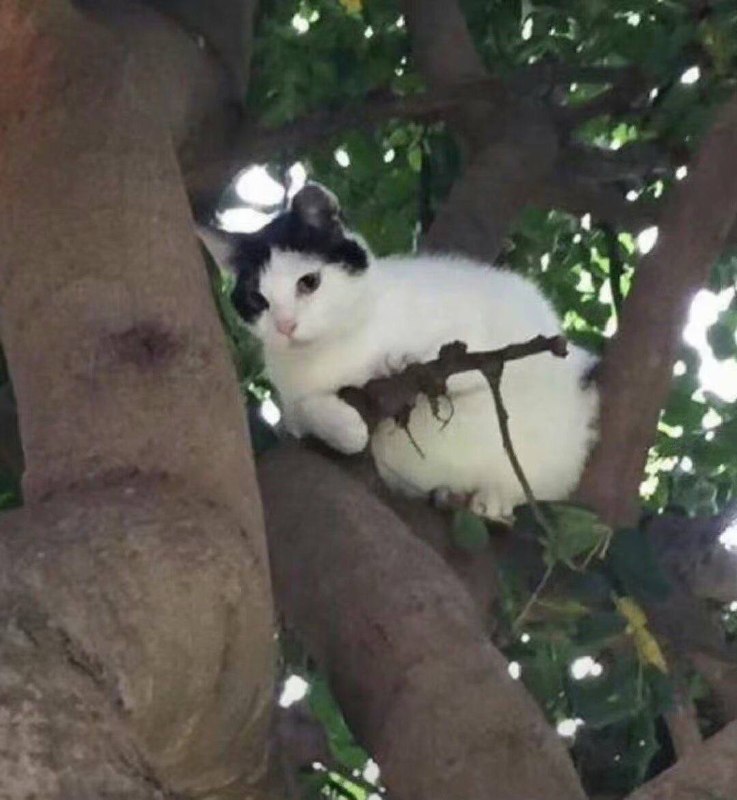 材猫的日子材猫的日子