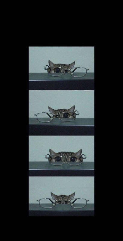 #傻猫图分享￼￼