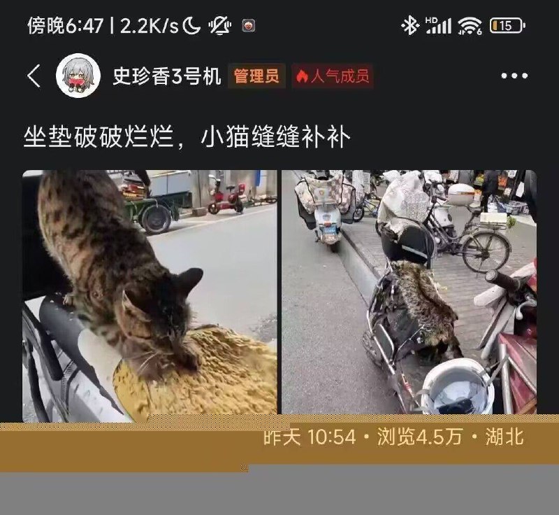 说不定小猫是自愿的呢