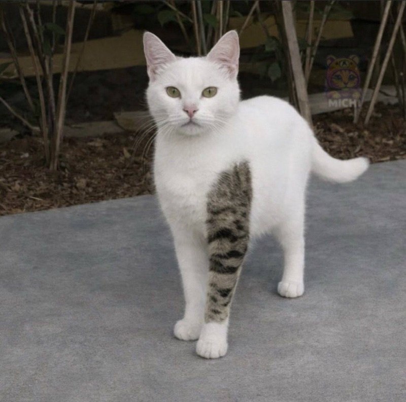 花臂哈基米花臂哈基米