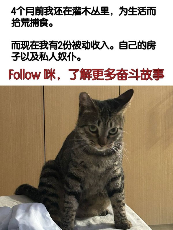 咪，失去一些圆形物体