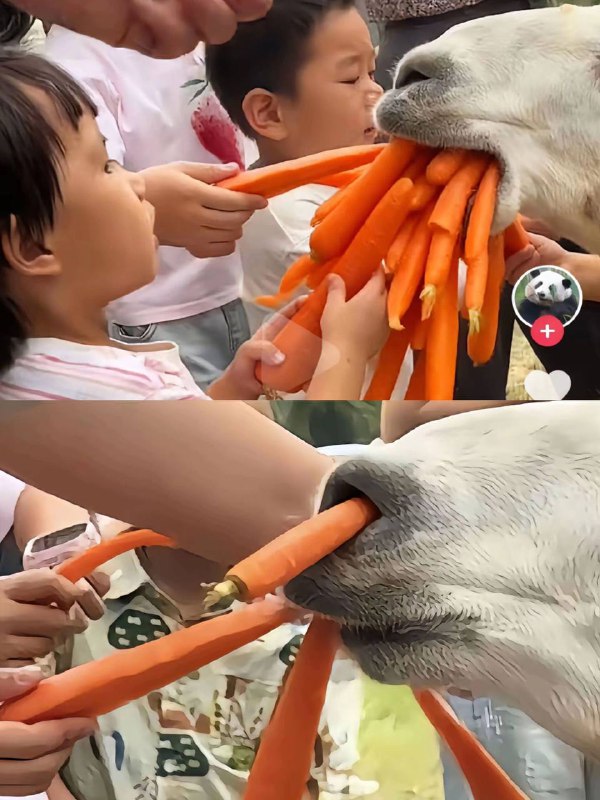 给我留个耳朵