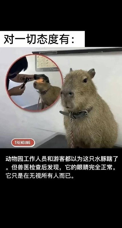 它只是在做自己的事