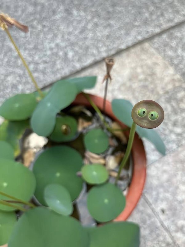 盖瑞