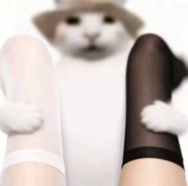 羡慕小猫