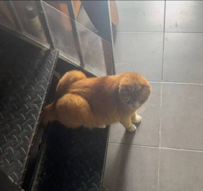 #猫