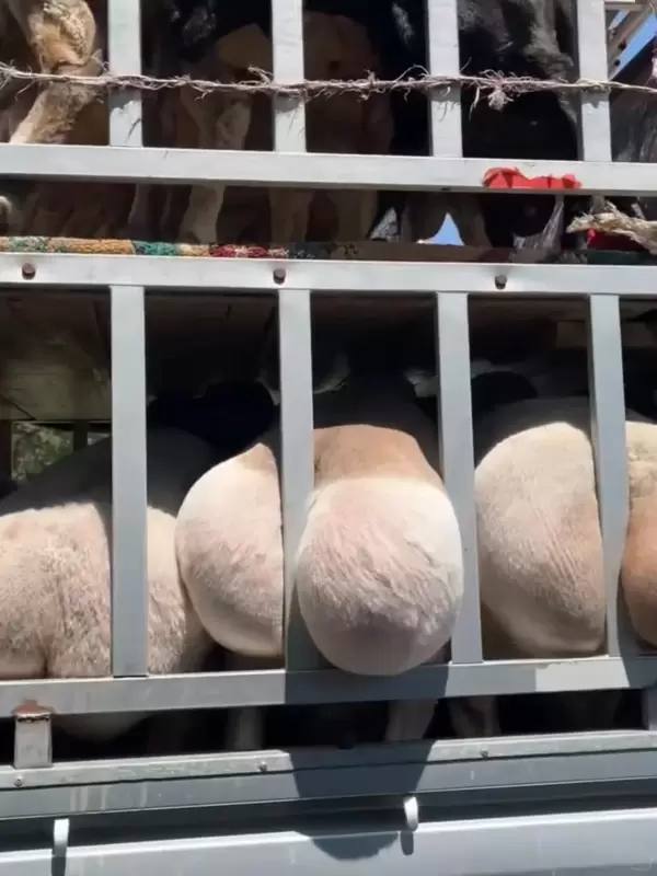邪恶羊的由来